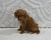 Mini F1B Goldendoodle For Sale Sugarcreek OH Female-Patty