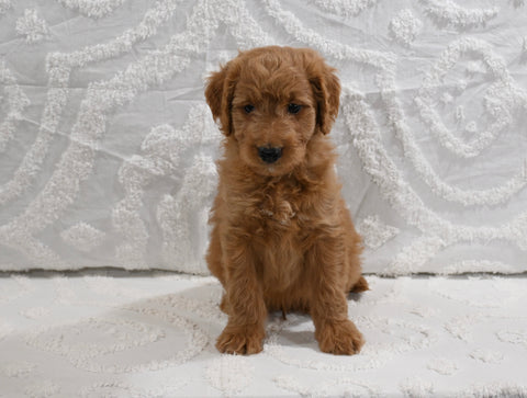 Mini F1B Goldendoodle For Sale Sugarcreek OH Male-Preston