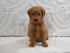 Mini F1B Goldendoodle For Sale Sugarcreek OH Male-Preston
