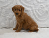Mini F1B Goldendoodle For Sale Sugarcreek OH Male-Preston