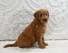 Mini F1B Goldendoodle For Sale Sugarcreek OH Male-Preston