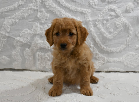 Mini F1B Goldendoodle For Sale Sugarcreek OH Female-Pansy