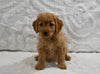 Mini F1B Goldendoodle For Sale Sugarcreek OH Female-Pansy