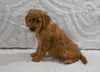 Mini F1B Goldendoodle For Sale Sugarcreek OH Female-Pansy