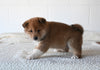 AKC Registered Shiba Inu For Sale Millersburg OH Male-Chip