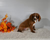 F1B Cavapoo For Sale Baltic OH Male-Dakota