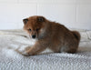 AKC Registered Shiba Inu For Sale Millersburg OH Male-Dale