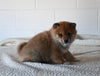 AKC Registered Shiba Inu For Sale Millersburg OH Male-Dale