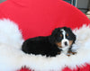 AKC Registered Bernese Mountain Dog For Sale Sugarcreek OH Male-Cooper