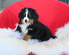 AKC Registered Bernese Mountain Dog For Sale Sugarcreek OH Male-Cooper