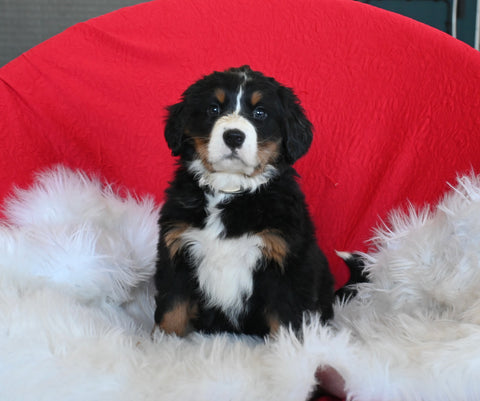 AKC Registered Bernese Mountain Dog For Sale Sugarcreek OH Female-Lily