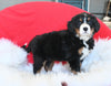 AKC Registered Bernese Mountain Dog For Sale Sugarcreek OH Female-Lily