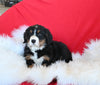 AKC Registered Bernese Mountain Dog For Sale Sugarcreek OH Female-Lily