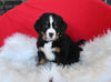 AKC Registered Bernese Mountain Dog For Sale Sugarcreek OH Male-Tucker