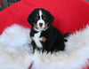 AKC Registered Bernese Mountain Dog For Sale Sugarcreek OH Male-Tucker