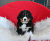 AKC Registered Bernese Mountain Dog For Sale Sugarcreek OH Male-Winston