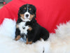 AKC Registered Bernese Mountain Dog For Sale Sugarcreek OH Male-Winston