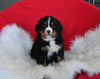 AKC Registered Bernese Mountain Dog For Sale Sugarcreek OH Male-Toby