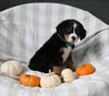 AKC Registered Bernese Mountain Dog For Sale Sugarcreek OH Female-Anika