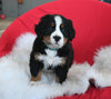 AKC Registered Bernese Mountain Dog For Sale Sugarcreek OH Male-Milo