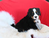 AKC Registered Bernese Mountain Dog For Sale Sugarcreek OH Male-Milo
