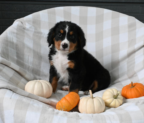AKC Registered Bernese Mountain Dog For Sale Sugarcreek OH Male-Ashton