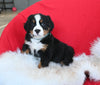 AKC Registered Bernese Mountain Dog For Sale Sugarcreek OH Male-Milo
