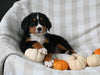 AKC Registered Bernese Mountain Dog For Sale Sugarcreek OH Male-Ashton