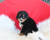 AKC Registered Bernese Mountain Dog For Sale Sugarcreek OH Female-Tulip