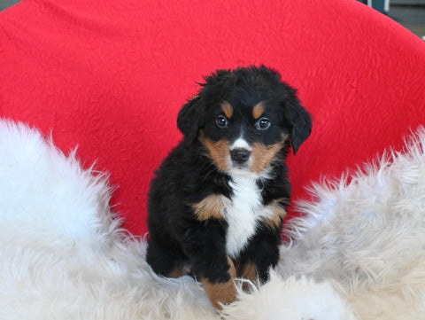 AKC Registered Bernese Mountain Dog For Sale Sugarcreek OH Female-Tulip