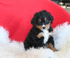 AKC Registered Bernese Mountain Dog For Sale Sugarcreek OH Female-Tulip