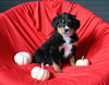 AKC Registered Bernese Mountain Dog For Sale Sugarcreek OH Female-Bella