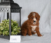 AKC Registered Mini Poodle For Sale Holmesville OH Female-Candy
