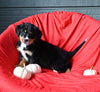 AKC Registered Bernese Mountain Dog For Sale Sugarcreek OH Female-Bella