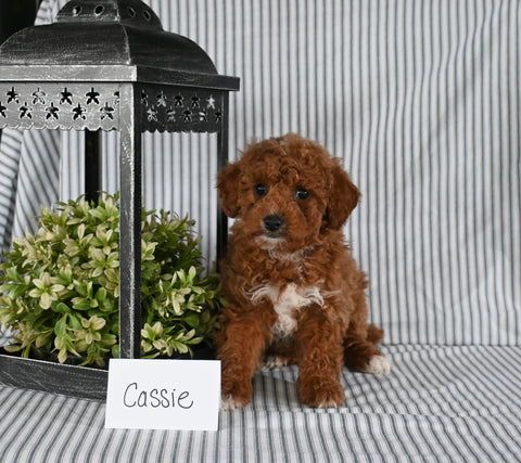 AKC Registered Mini Poodle For Sale Holmesville OH Female-Cassie
