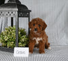 AKC Registered Mini Poodle For Sale Holmesville OH Female-Cassie