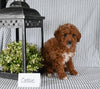 AKC Registered Mini Poodle For Sale Holmesville OH Female-Cassie