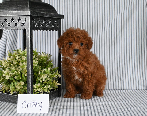 AKC Registered Mini Poodle For Sale Holmesville OH Female-Cristy
