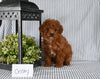AKC Registered Mini Poodle For Sale Holmesville OH Female-Cristy