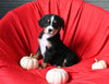 AKC Registered Bernese Mountain Dog For Sale Sugarcreek OH Male-Benny