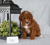 AKC Registered Mini Poodle For Sale Holmesville OH Male-Cody