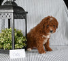 AKC Registered Mini Poodle For Sale Holmesville OH Male-Cody