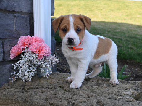 Jack Russell Terrier For Sale Millersburg OH Male-Bruno