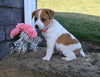 Jack Russell Terrier For Sale Millersburg OH Male-Bruno