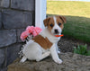 Jack Russell Terrier For Sale Millersburg OH Male-Bruno
