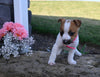 Jack Russell Terrier For Sale Millersburg OH Female-Shelly