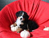 AKC Registered Bernese Mountain Dog For Sale Sugarcreek OH Female-Bailey