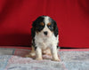 AKC Registered Cavalier KCS For Sale Millersburg OH Female-Lola