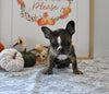Frenchton For Sale Millersburg OH Male-Josiah