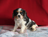 AKC Registered Cavalier KCS For Sale Millersburg OH Female-Chloe
